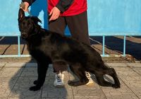 Les chiots bergers allemands de grande race... ANNONCES Bazarok.fr