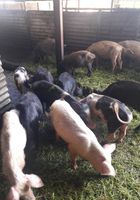 Vente de cochon au tampon... ANNONCES Bazarok.fr