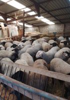 A vendre agneaux femelles... ANNONCES Bazarok.fr