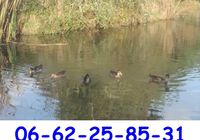 Canards coureurs indiens col vert... ANNONCES Bazarok.fr